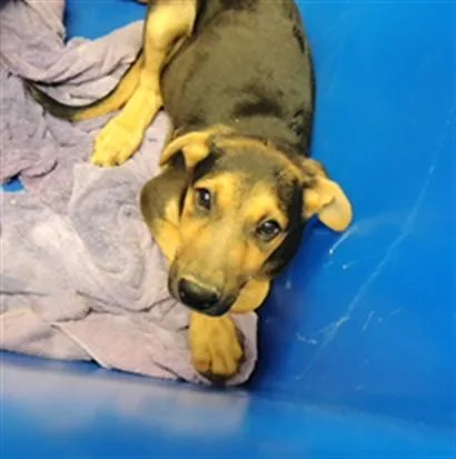 A baby small-sized male German Shepherd Dog dog named Dale for adoption in Albuquerque, NM