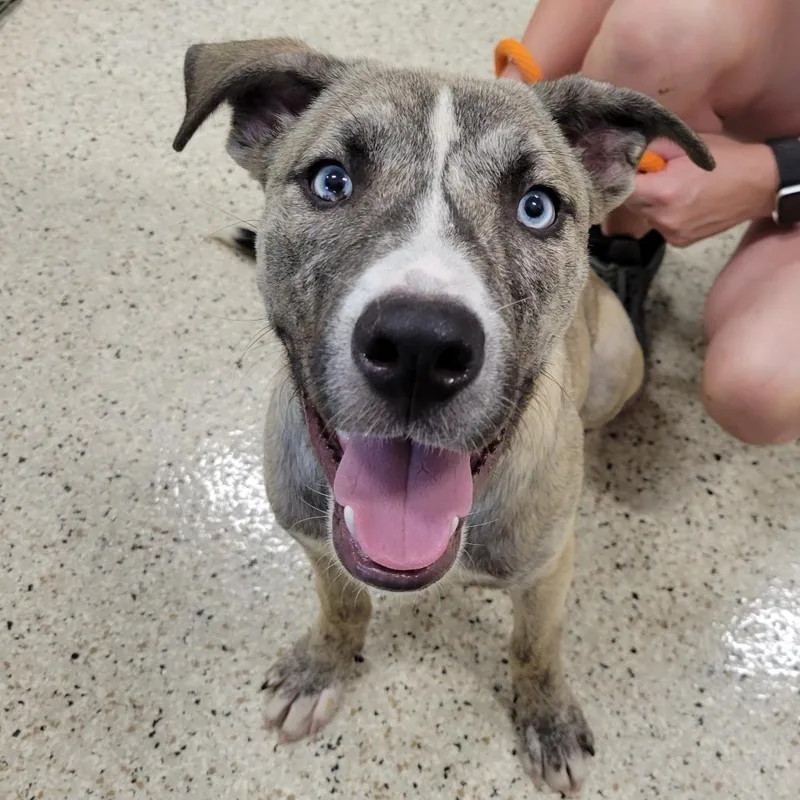 A young medium-sized male Yellow / Tan / Blond / Fawn Catahoula Leopard Dog dog named Ducky for adoption in Nashville, IN