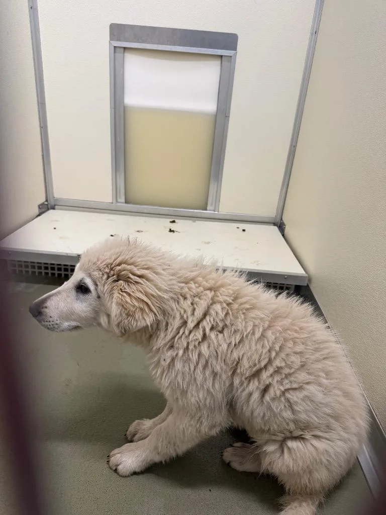 A baby medium-sized male Mixed Breed dog named Kurt Kurtcher Dog for adoption in Columbia, TN