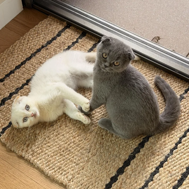 A baby medium-sized male Scottish Fold cat named Oberon & Janus for adoption in BROOKLYN, NY
