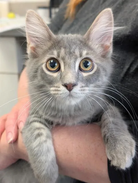 A baby medium-sized male Domestic Long Hair cat named Larry for adoption in Canfield, OH