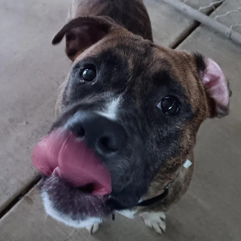 A young medium-sized male Brindle Pit Bull Terrier dog named Jr for adoption in Springfield, IL