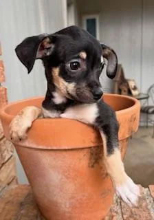 A baby small-sized female Black Chihuahua dog named Jumper for adoption in fort worth, TX