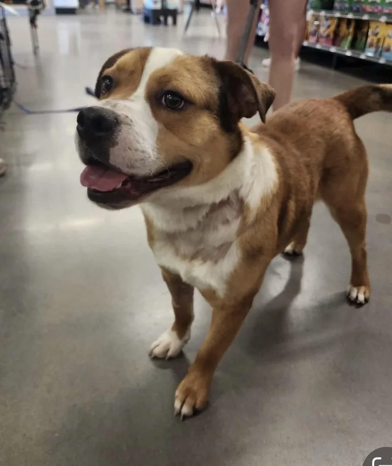 An adult medium-sized male White / Cream Basset Hound dog named Apollo for adoption in Tulsa, OK