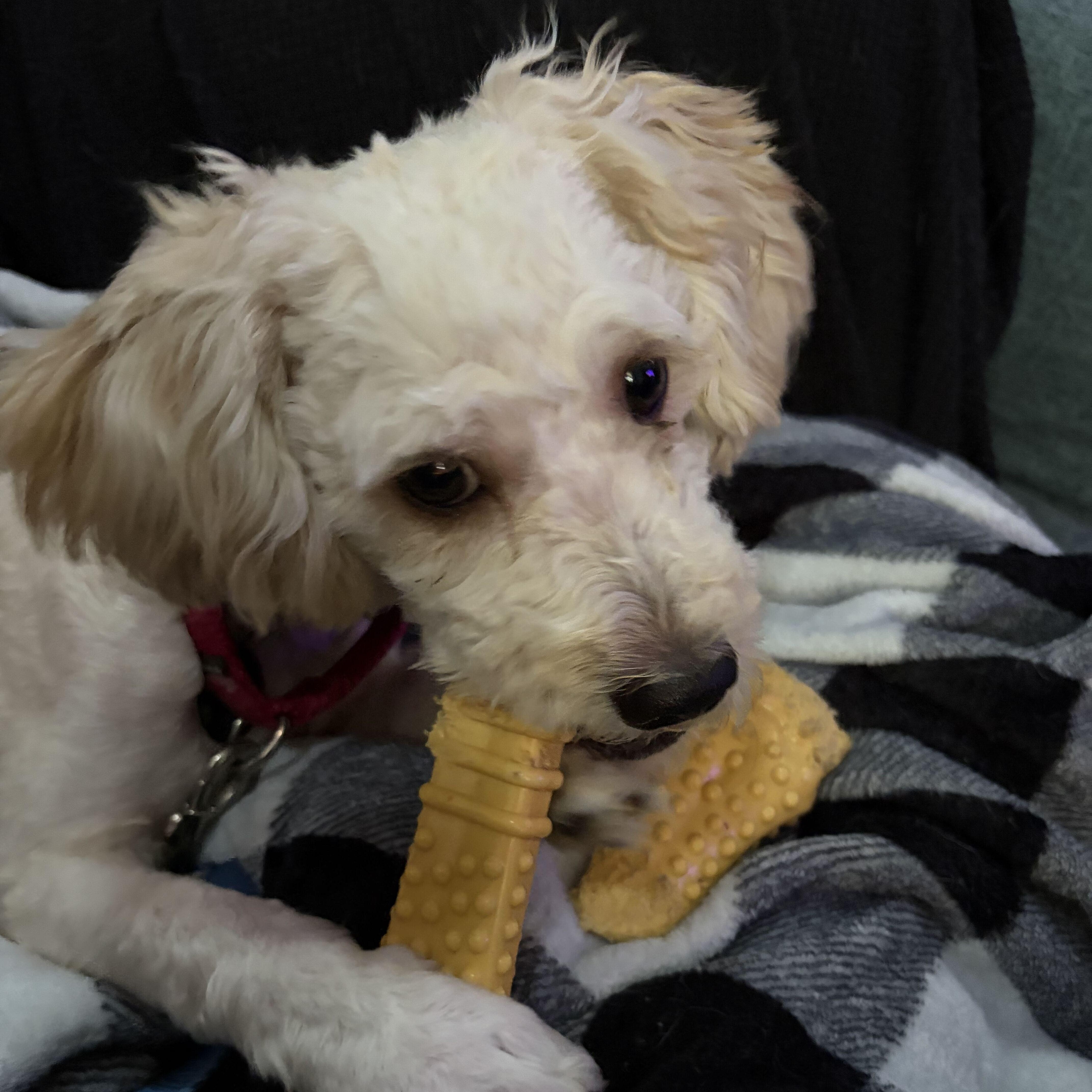 Churro thumbnail 3