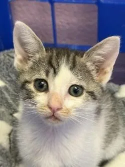 A baby small-sized male Domestic Short Hair cat named Aviator for adoption in Sherwood, AR