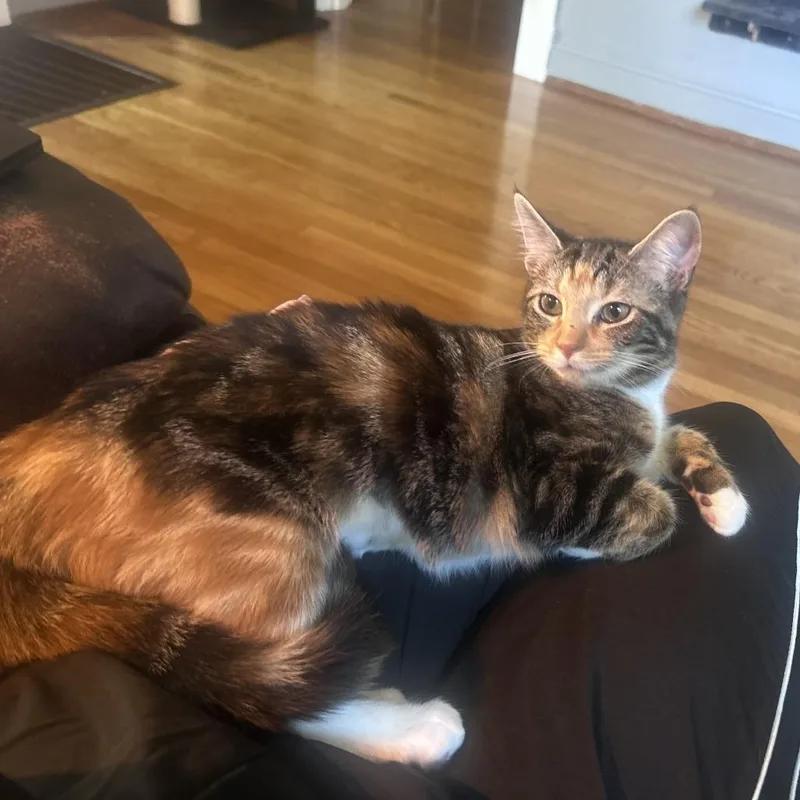 A young small-sized female Calico Domestic Short Hair cat named Mel for adoption in Lynchburg, VA