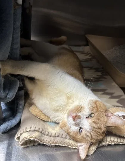 A young medium-sized male Orange & White Domestic Short Hair cat named Leo for adoption in Georgetown, SC