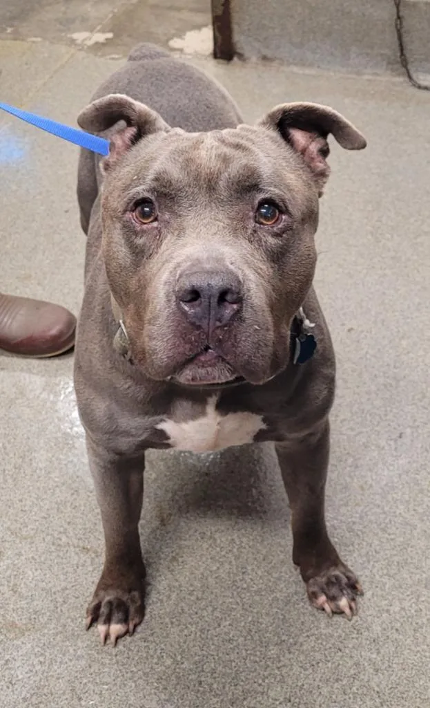 A senior extra large-sized male Pit Bull Terrier dog named Duke for adoption in Hopkinsville, KY