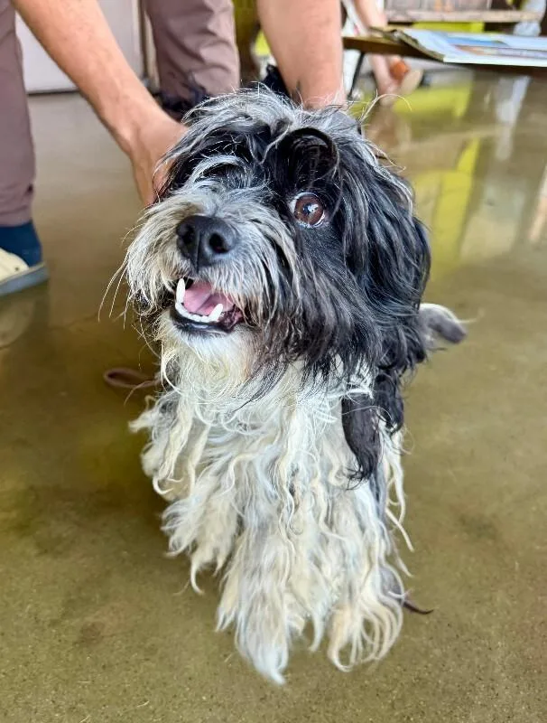 An adult small-sized male Tricolor (Brown, Black, & White) Maltese dog named Asher for adoption in Valley Village, CA