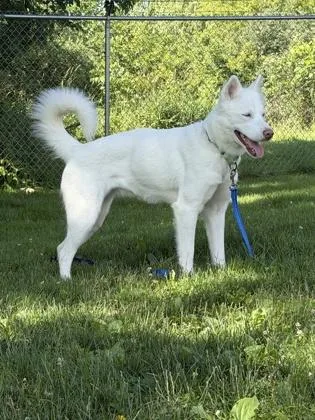 An adult large-sized female White / Cream Mixed Breed dog named Maya for adoption in Lansing, MI