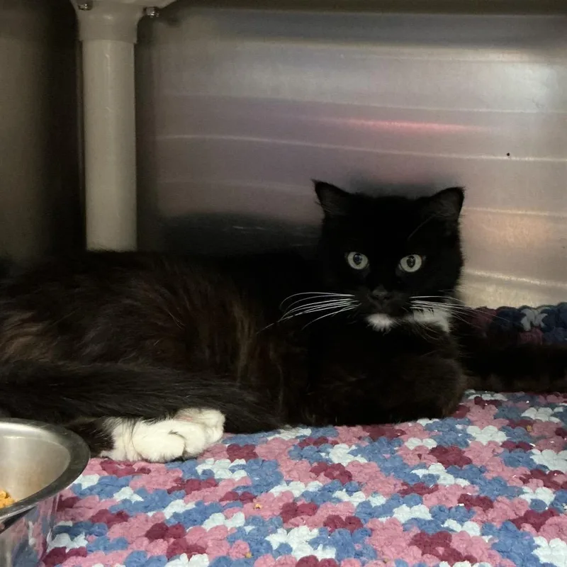 An adult small-sized female Domestic Long Hair cat named Luna for adoption in Waynesburg, PA