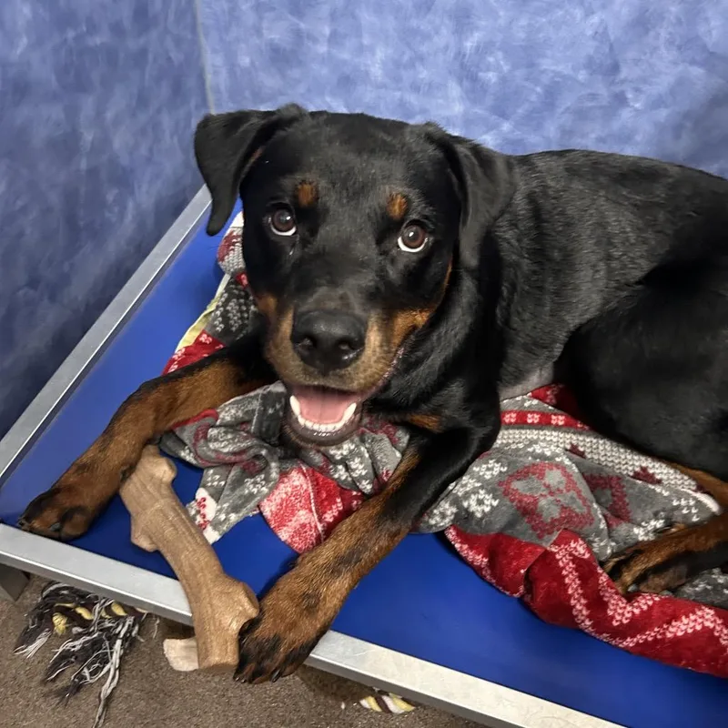 A young medium-sized female Brown / Chocolate Rottweiler dog named Samantha for adoption in South Elgin, IL
