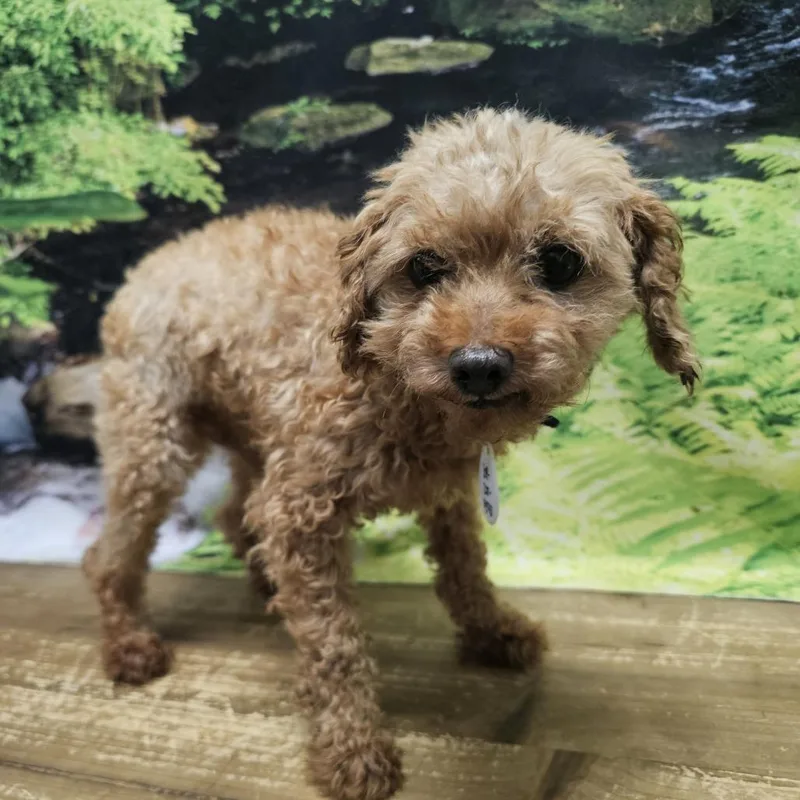 A senior small-sized male Apricot / Beige Poodle dog named Bubba for adoption in Normal, IL