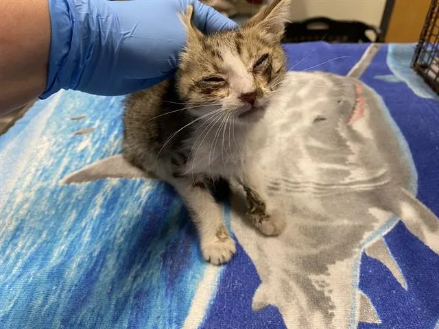 A baby small-sized male Domestic Short Hair cat named Jamboree for adoption in Modesto, CA