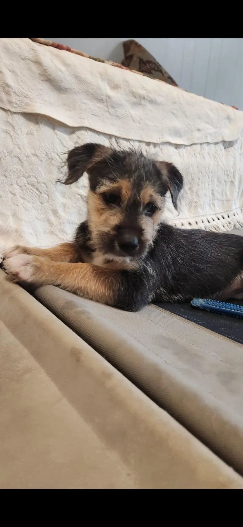 A baby medium-sized female Airedale Terrier dog named Golden girls for adoption in Succasunna, NJ