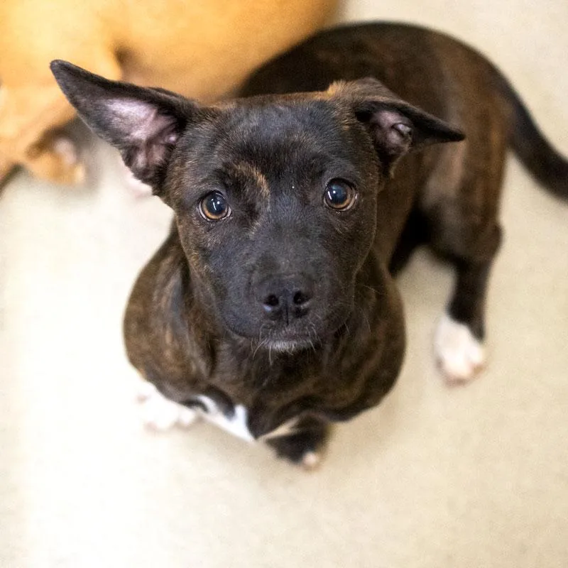 A baby small-sized female Brindle Chiweenie dog named Mitsi for adoption in Monroe, GA