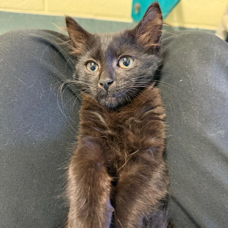 A baby small-sized female Black Domestic Short Hair cat named Magic for adoption in Naples, FL