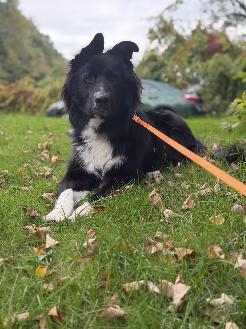 A young medium-sized male Border Collie dog named Bear Local for adoption in Warwick, RI
