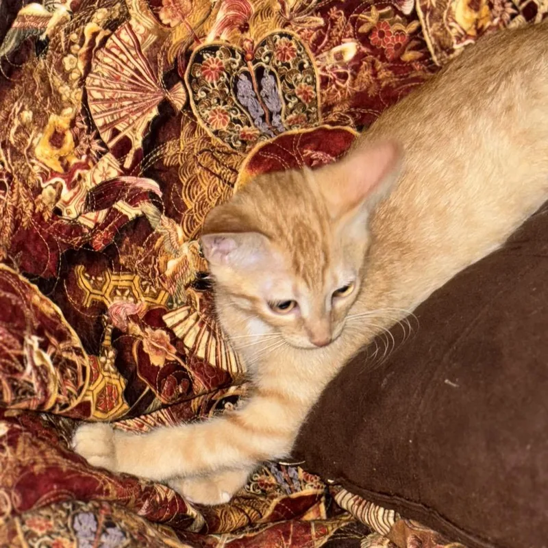 A baby small-sized male Domestic Short Hair cat named Rusty for adoption in Kerrville, TX
