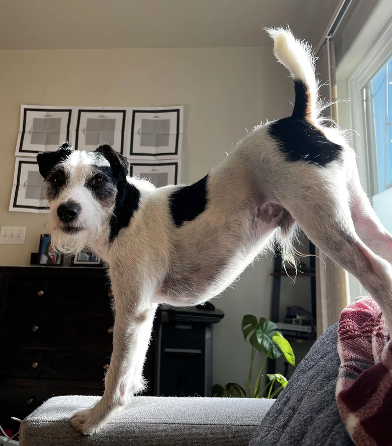 An adult small-sized male Tricolor (Brown, Black, & White) Jack Russell Terrier dog named Otis for adoption in Clatskanie, OR