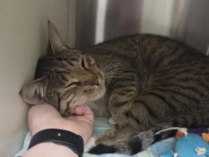 A young medium-sized male Domestic Short Hair cat named Bayard for adoption in Westland, MI