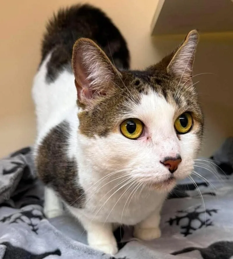 A senior medium-sized female Domestic Short Hair cat named Coco Butter for adoption in Sebastian, FL