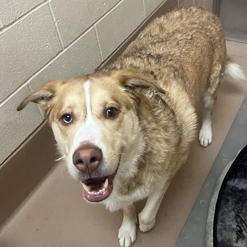 An adult extra large-sized male Golden Mixed Breed dog named BiggE for adoption in Reno, NV