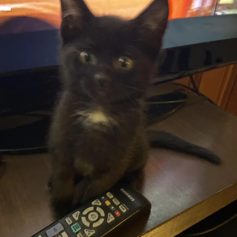 A baby small-sized male Black Domestic Short Hair cat named George for adoption in Columbia, MO