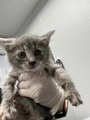 A baby small-sized female Domestic Short Hair cat named Mia for adoption in West Chester, PA