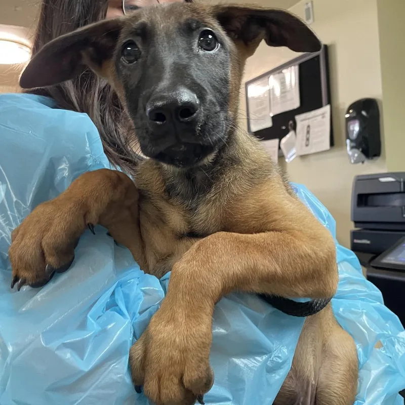 A baby small-sized male Brown / Chocolate Belgian Shepherd / Malinois dog named Popcorn for adoption in Pasadena, CA