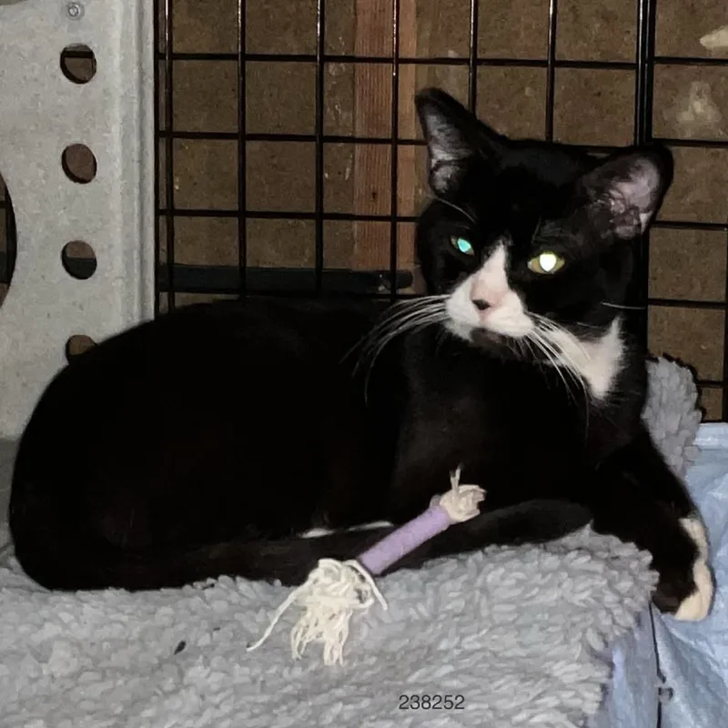 An adult medium-sized male Black Domestic Short Hair cat named Sailor Cat Matros for adoption in Tacoma, WA