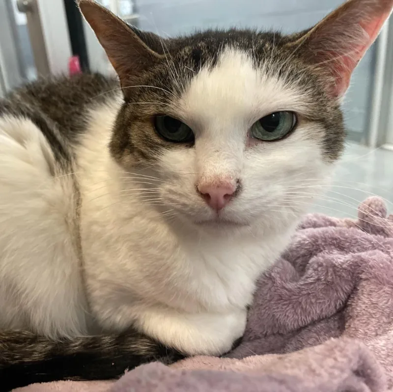 Stella Ann thumbnail 2