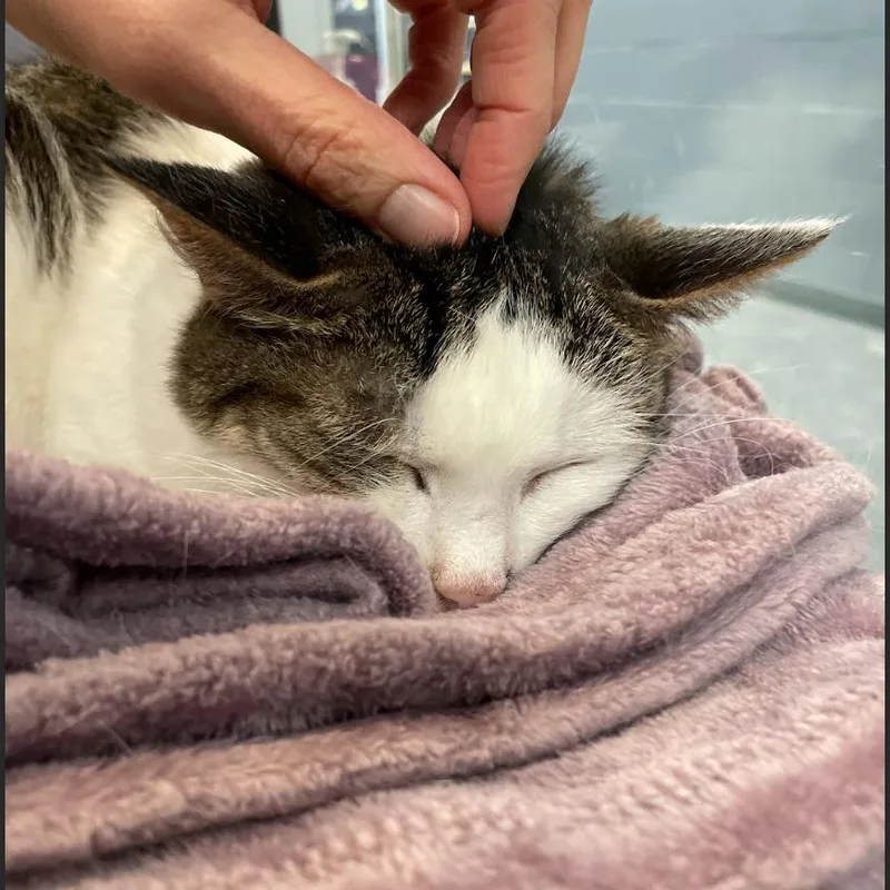 Stella Ann thumbnail 4