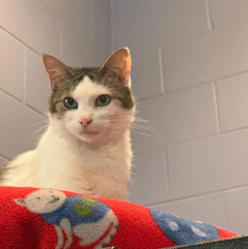 Stella Ann thumbnail 5