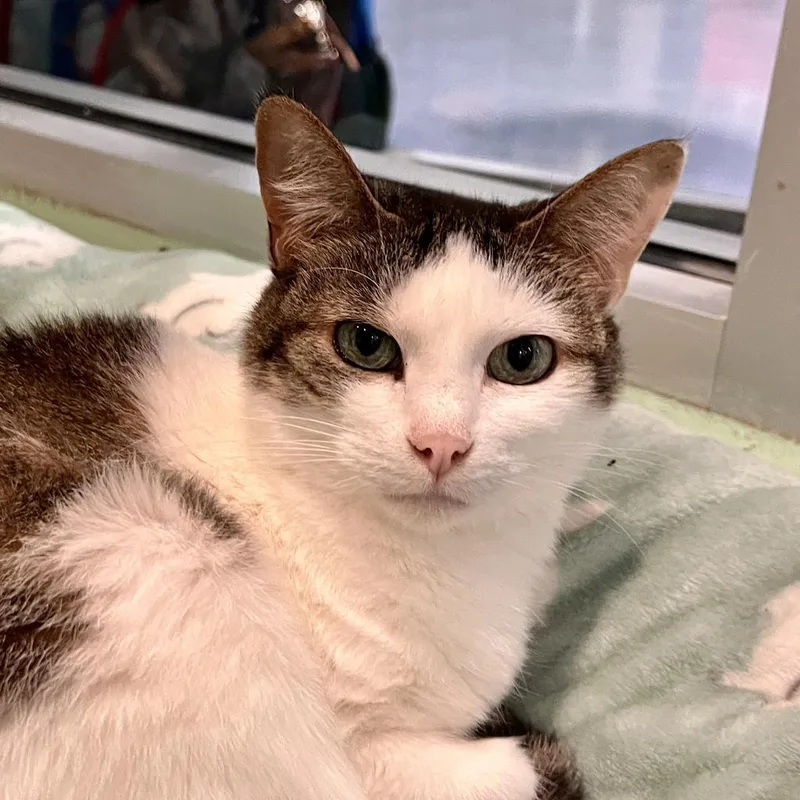 Stella Ann thumbnail 6