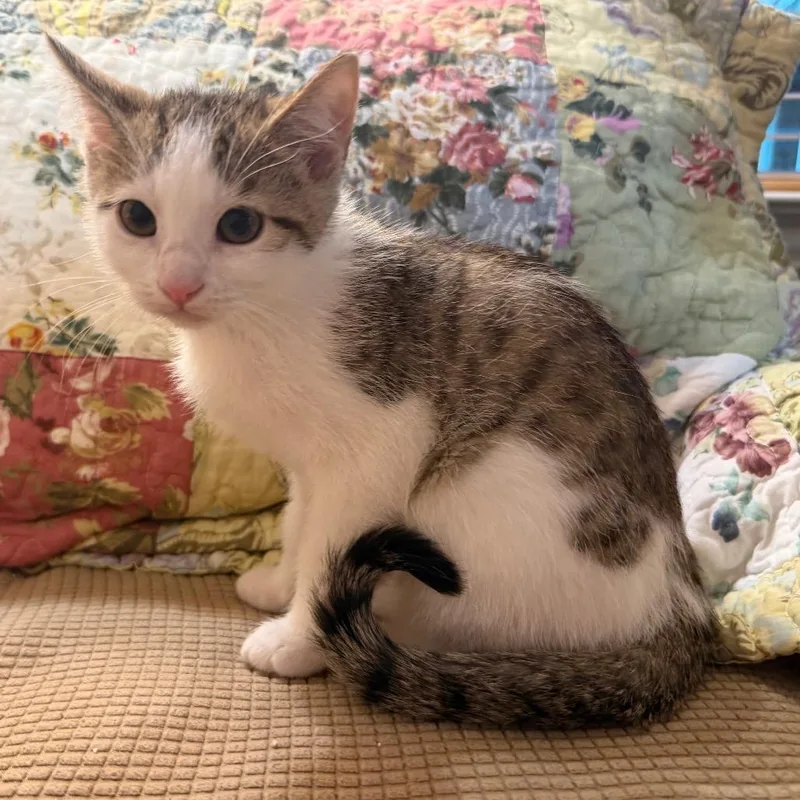 A baby small-sized female Brown / Chocolate Domestic Short Hair cat named Sandy for adoption in Flower Mound, TX