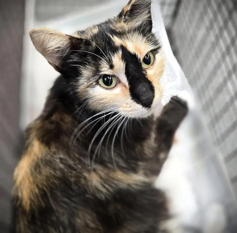 An adult small-sized female Domestic Short Hair cat named Monroe for adoption in Los Angeles, CA