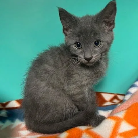 A baby small-sized male Gray / Blue / Silver Domestic Short Hair cat named Forrest for adoption in Owosso, MI