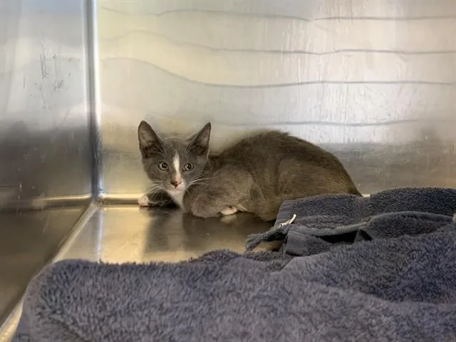 A baby small-sized female Domestic Short Hair cat named Poki for adoption in Grand Prairie, TX