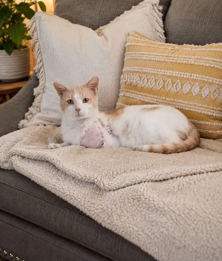 An adult large-sized male Orange & White Domestic Short Hair cat named Asher for adoption in Waverly, TN