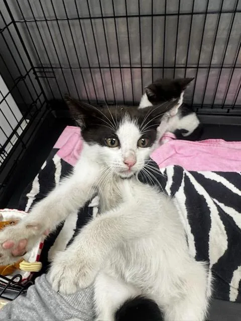A baby small-sized male Domestic Short Hair cat named Duck for adoption in Van Nuys, CA