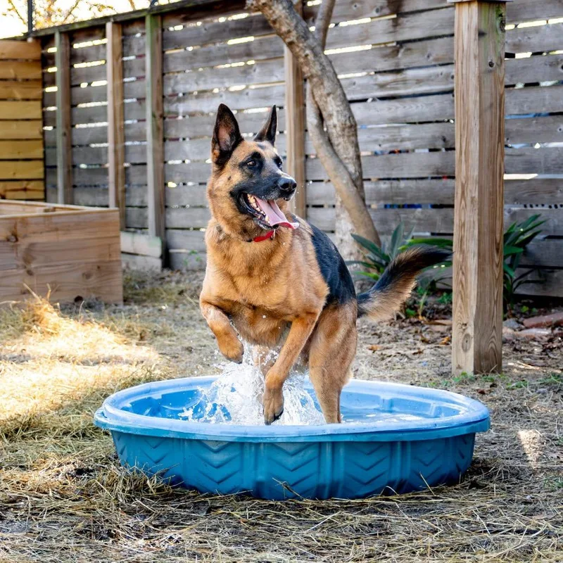 An adult large-sized male Brown / Chocolate Mixed Breed dog named Fred for adoption in Houston, TX