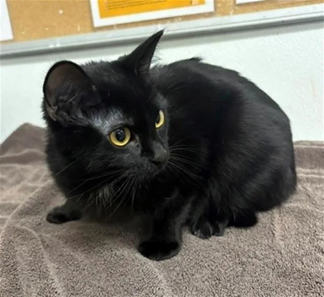 A young medium-sized female Domestic Short Hair cat named Maple for adoption in Camarillo, CA