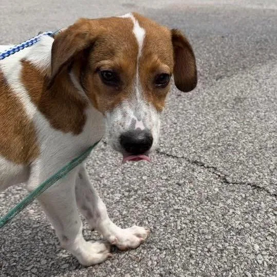 A baby medium-sized female White / Cream Beagle dog named Dot for adoption in Austin, TX