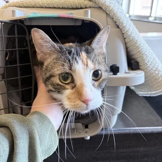 An adult large-sized female Torbie Domestic Short Hair cat named Pixie for adoption in Fairport, NY