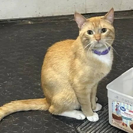 An adult medium-sized male Orange & White Domestic Short Hair cat named Perry for adoption in Devils Lake, ND