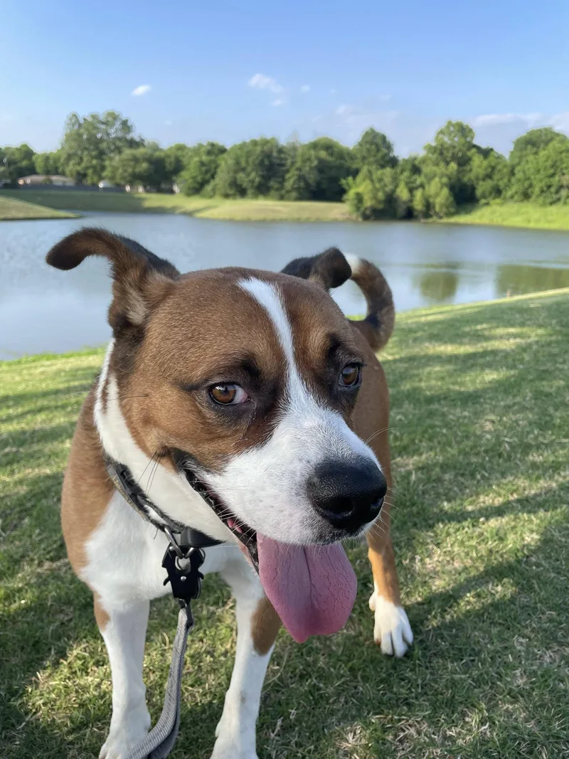 An adult medium-sized male Mixed Breed dog named Max for adoption in Broken Arrow, OK
