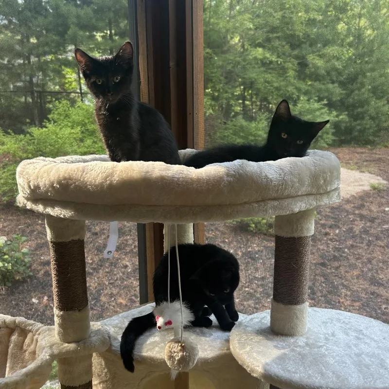 A baby small-sized female Black Domestic Short Hair cat named Alivia for adoption in Hopkinton, MA