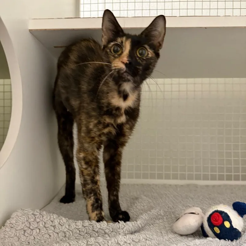 An adult medium-sized female Calico Domestic Short Hair cat named Chiquita for adoption in San Antonio, TX